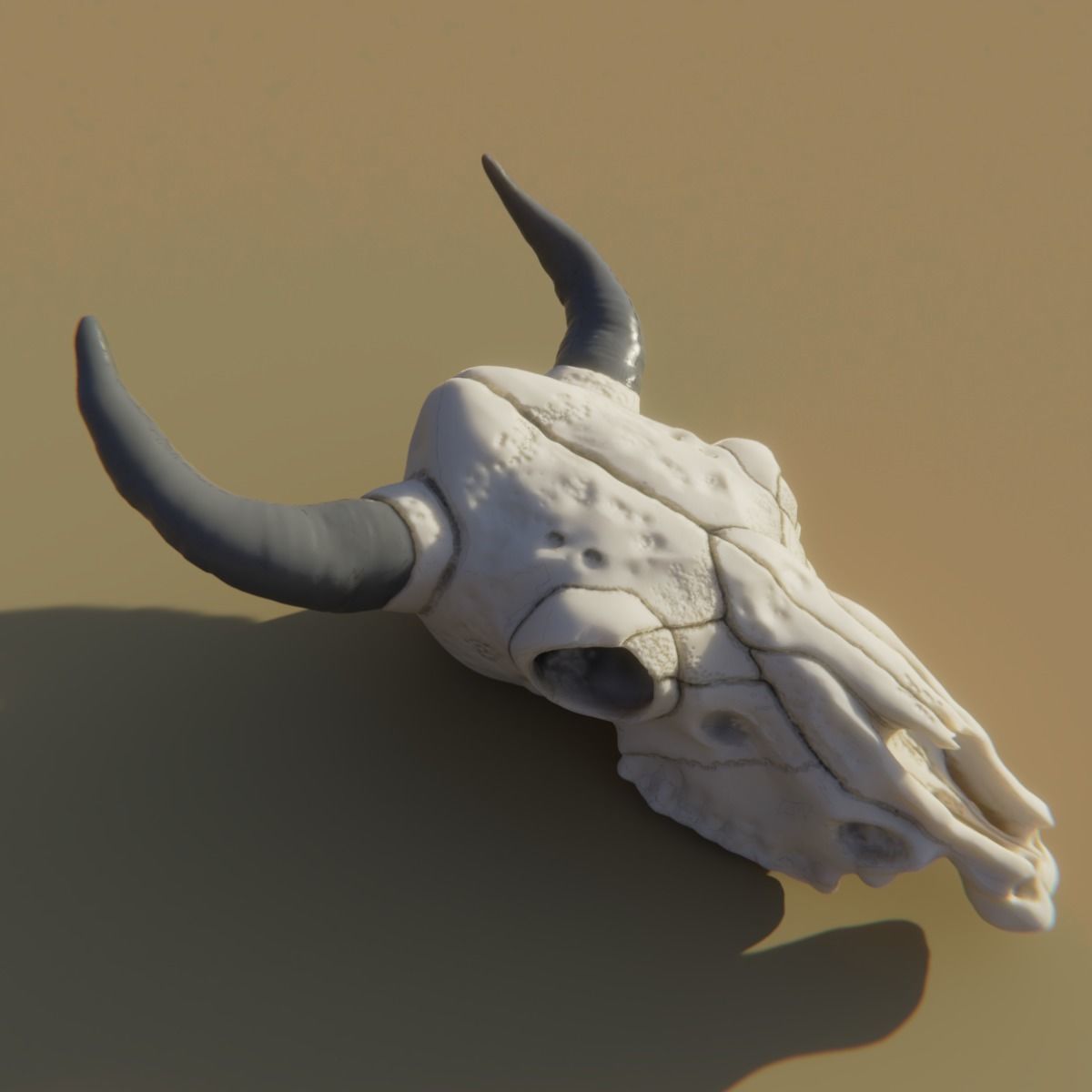 Cow Skull 3D model_2