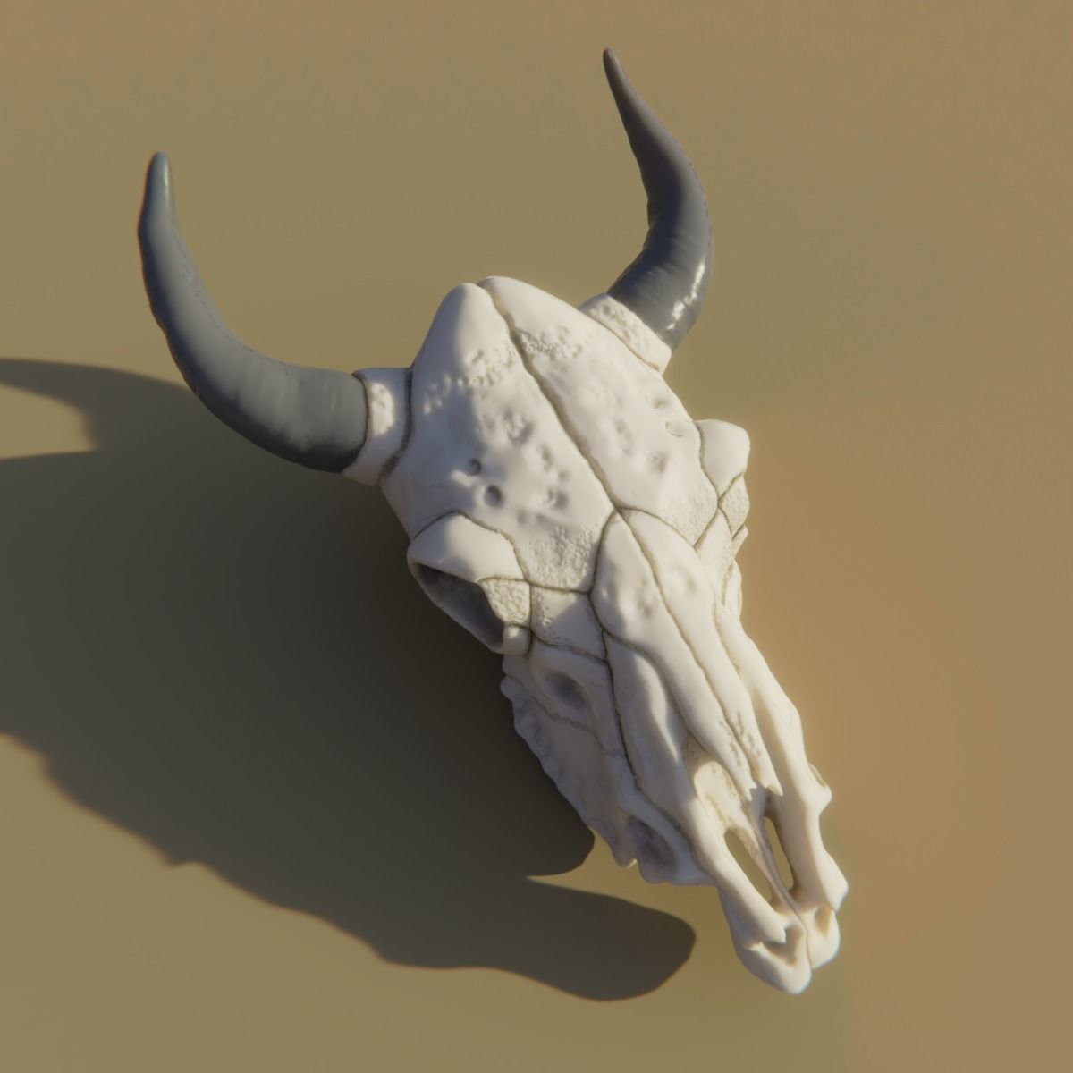 Cow Skull 3D model_3
