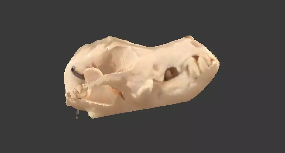 Canine with textures Free 3D print model