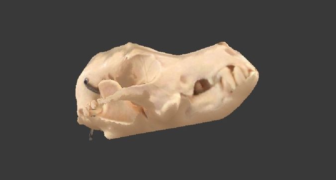 Canine with textures  Free 3D print model