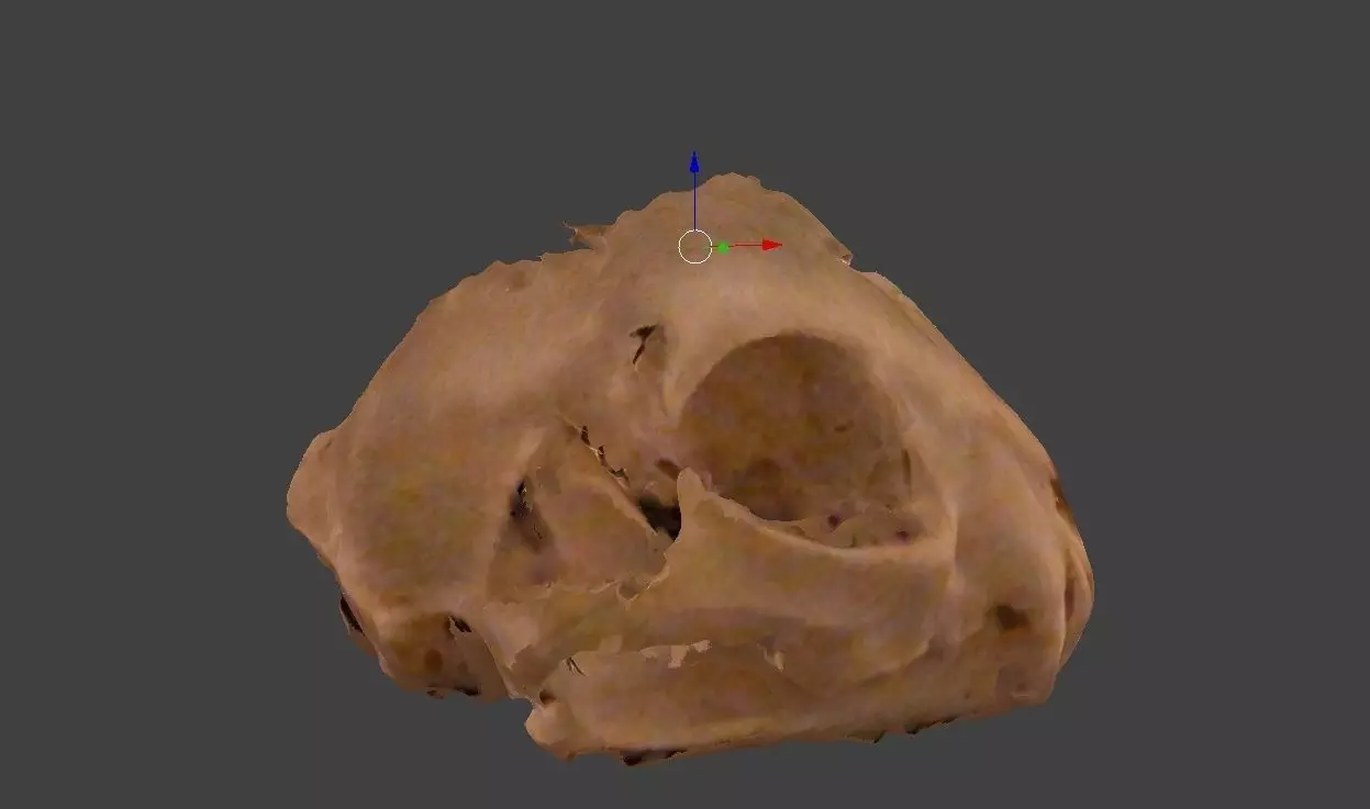 Bobcat skull 3D model_0