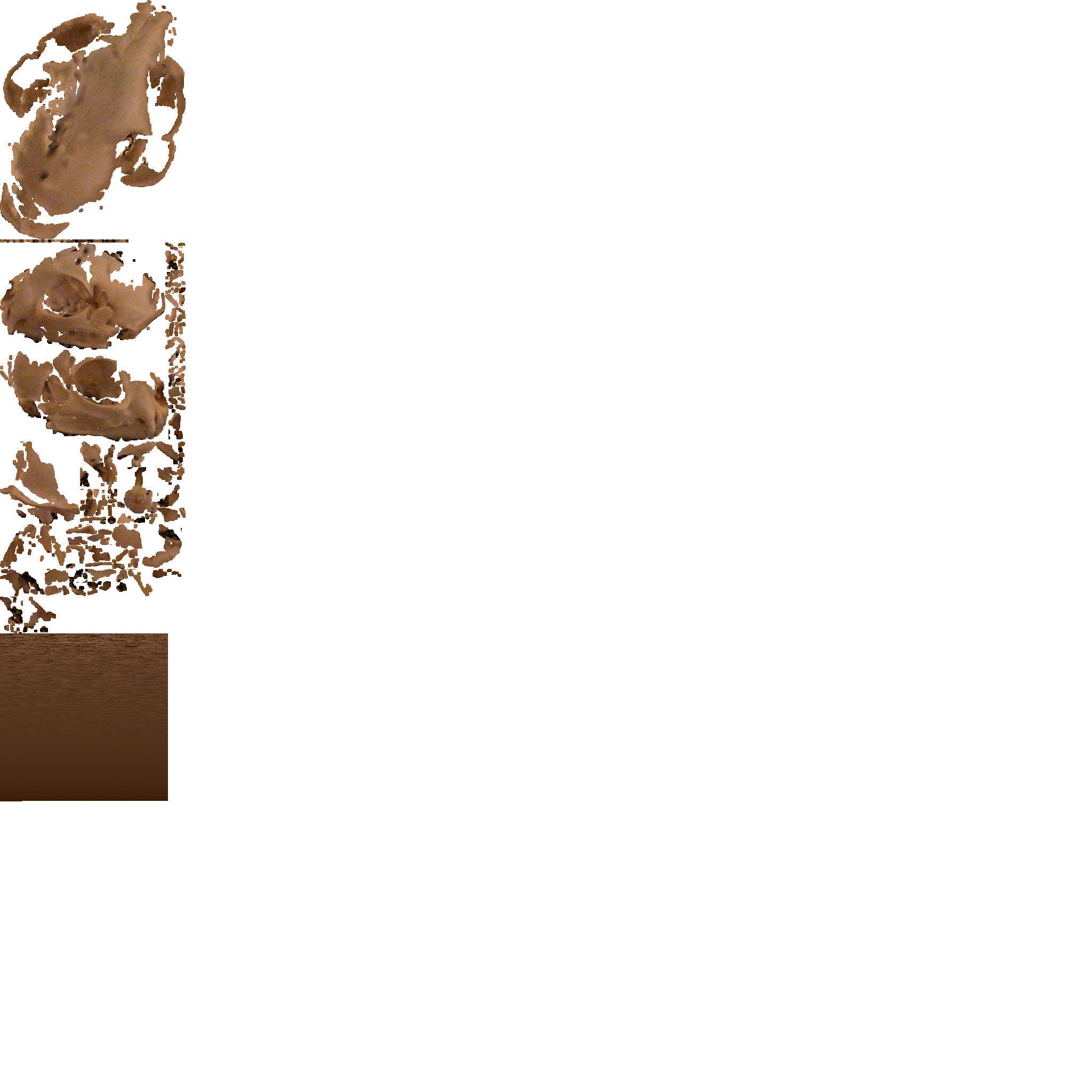 Bobcat skull 3D model_2