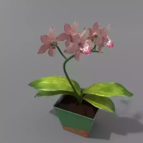 orchid in a rusty pot