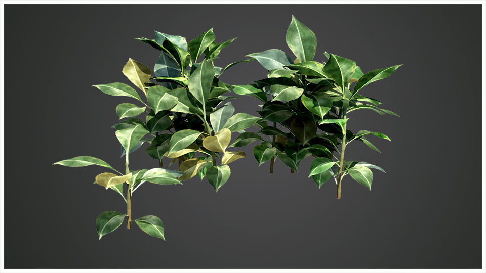 Plant eucalyptus 3D model_3