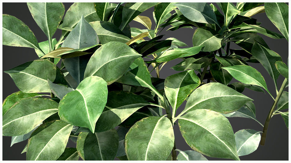 Plant eucalyptus 3D model_4