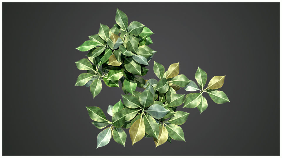 Plant eucalyptus 3D model_2