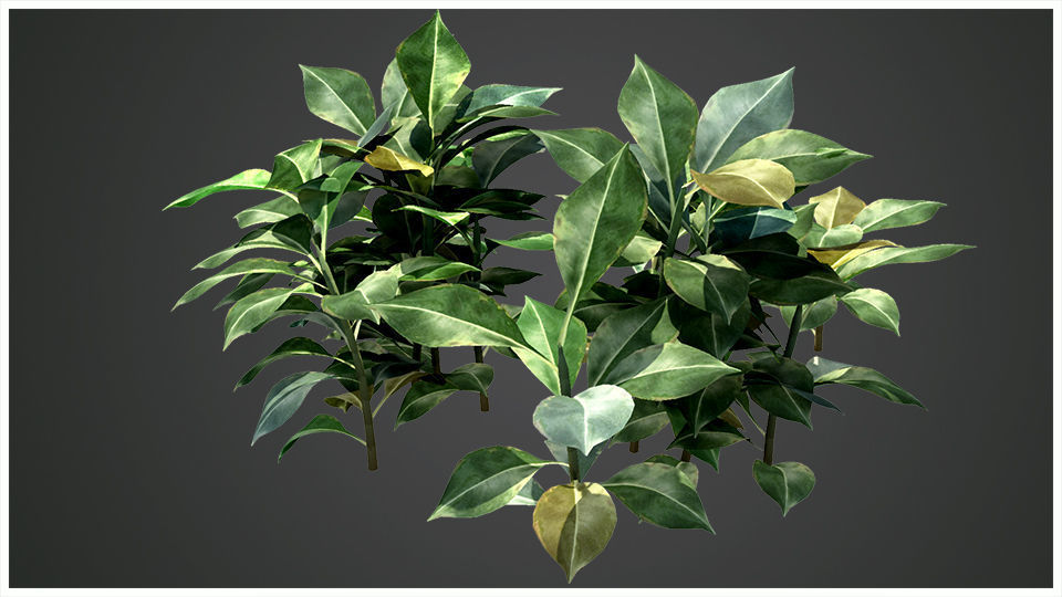 Plant eucalyptus 3D model_1