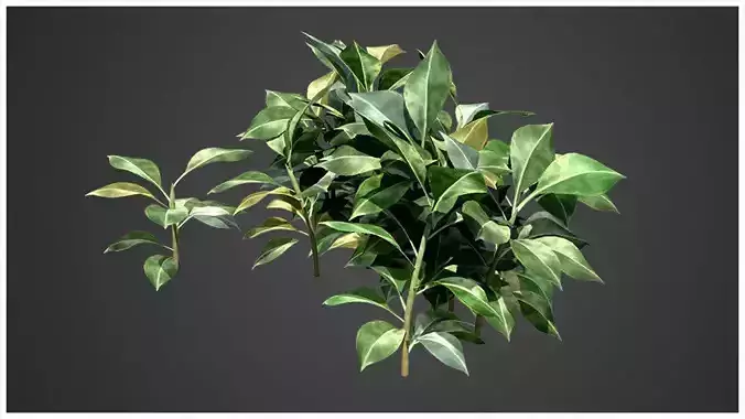Plant eucalyptus 3D model