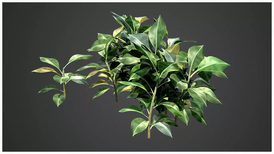 Plant eucalyptus 3D model_0