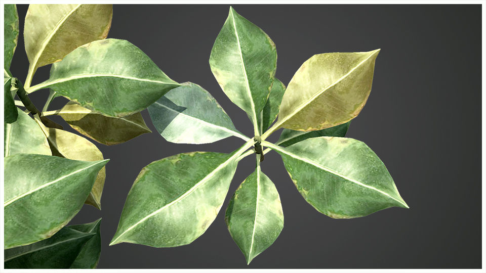 Plant eucalyptus 3D model_8