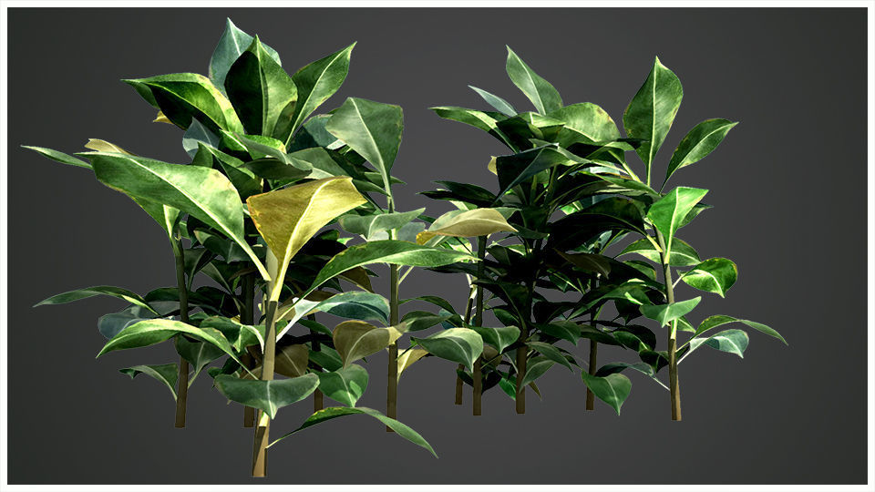 Plant eucalyptus 3D model_5