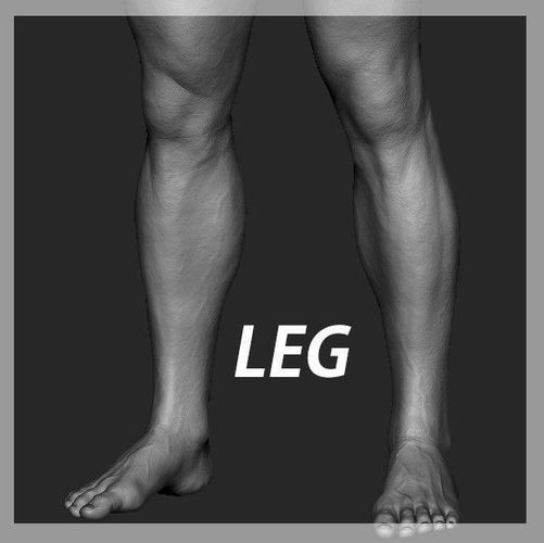 Leg Zbrush Sculpt 3D model