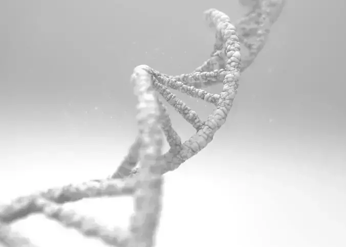 DNA DeoxyriboNucleic Acid 3D model