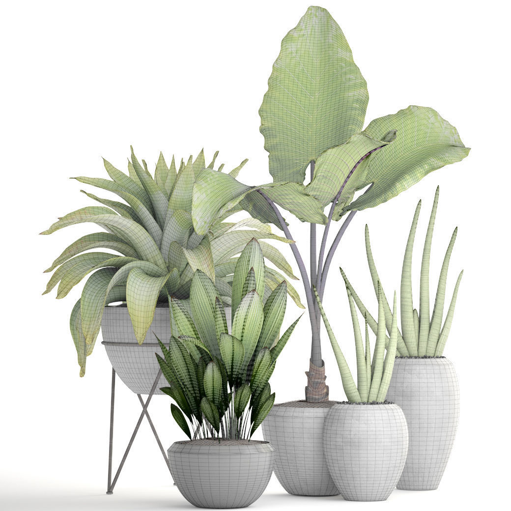Collection of tropical plants 3D model_7