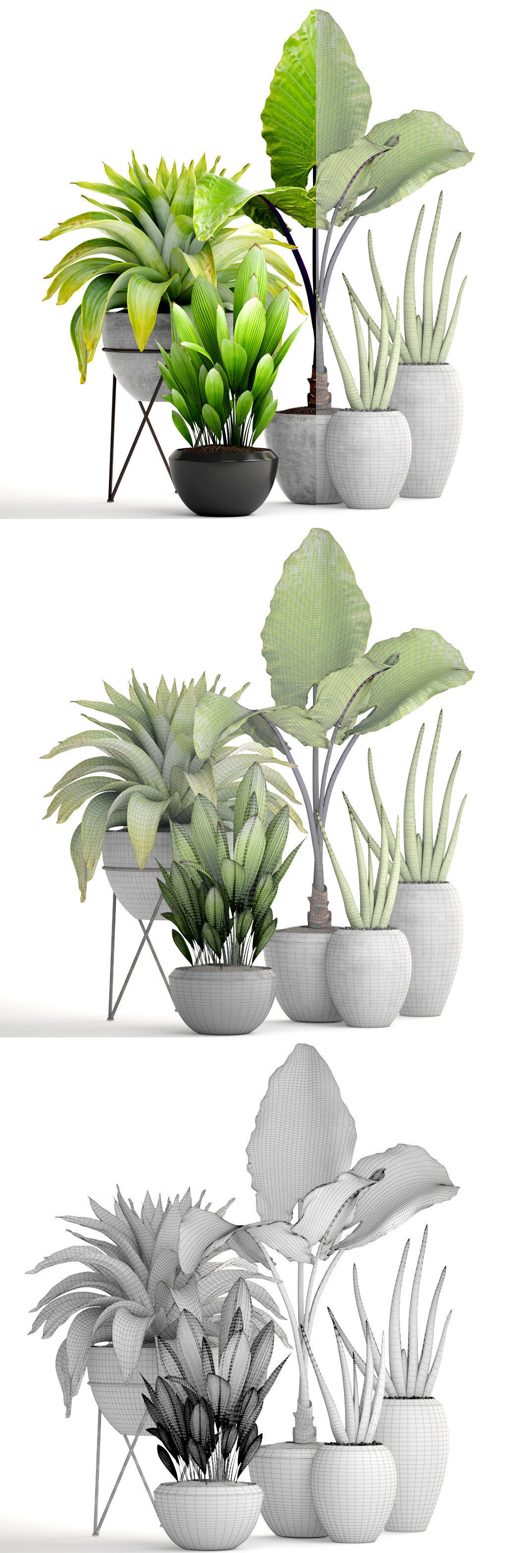 Collection of tropical plants 3D model_9