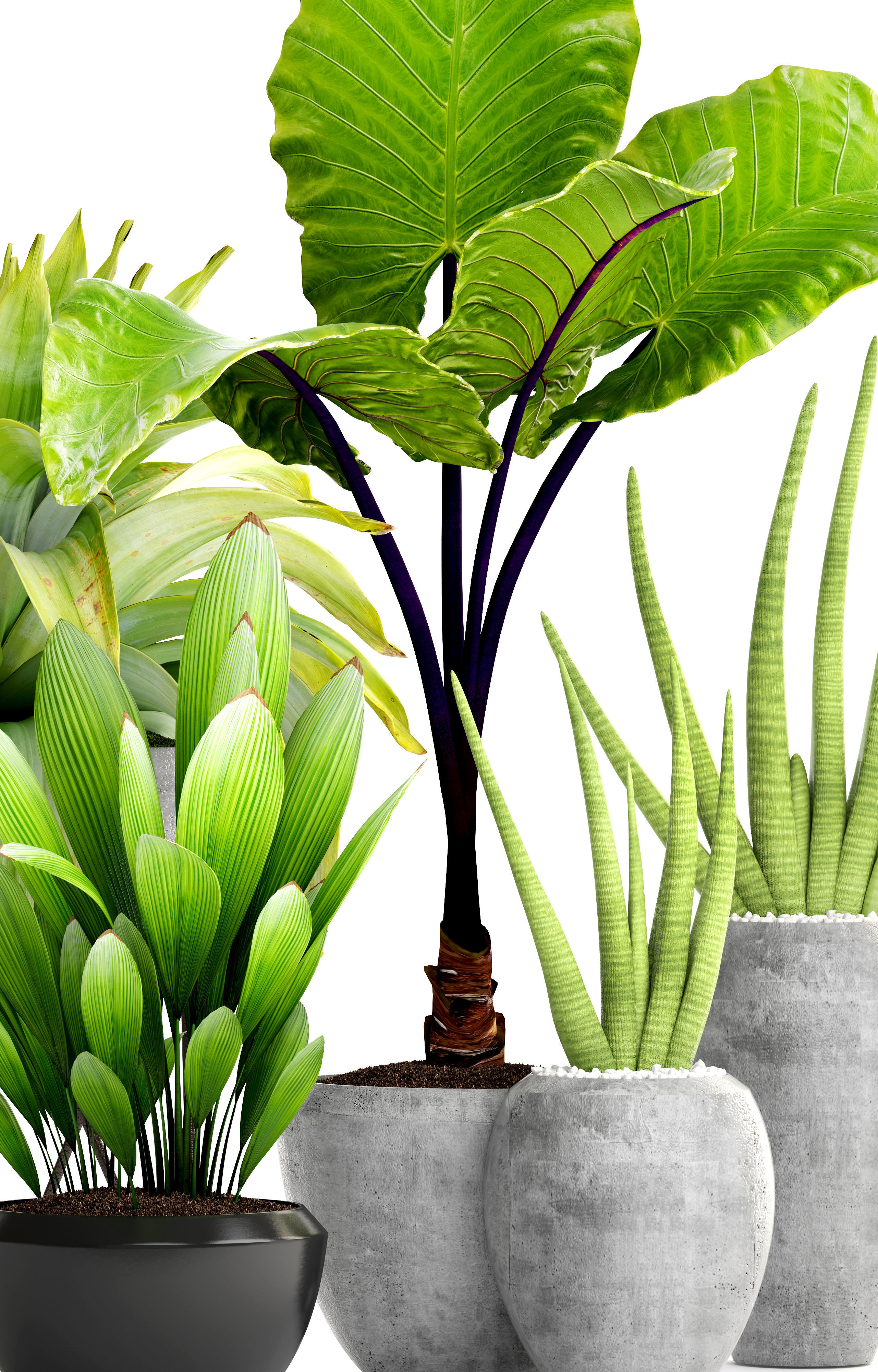 Collection of tropical plants 3D model_10