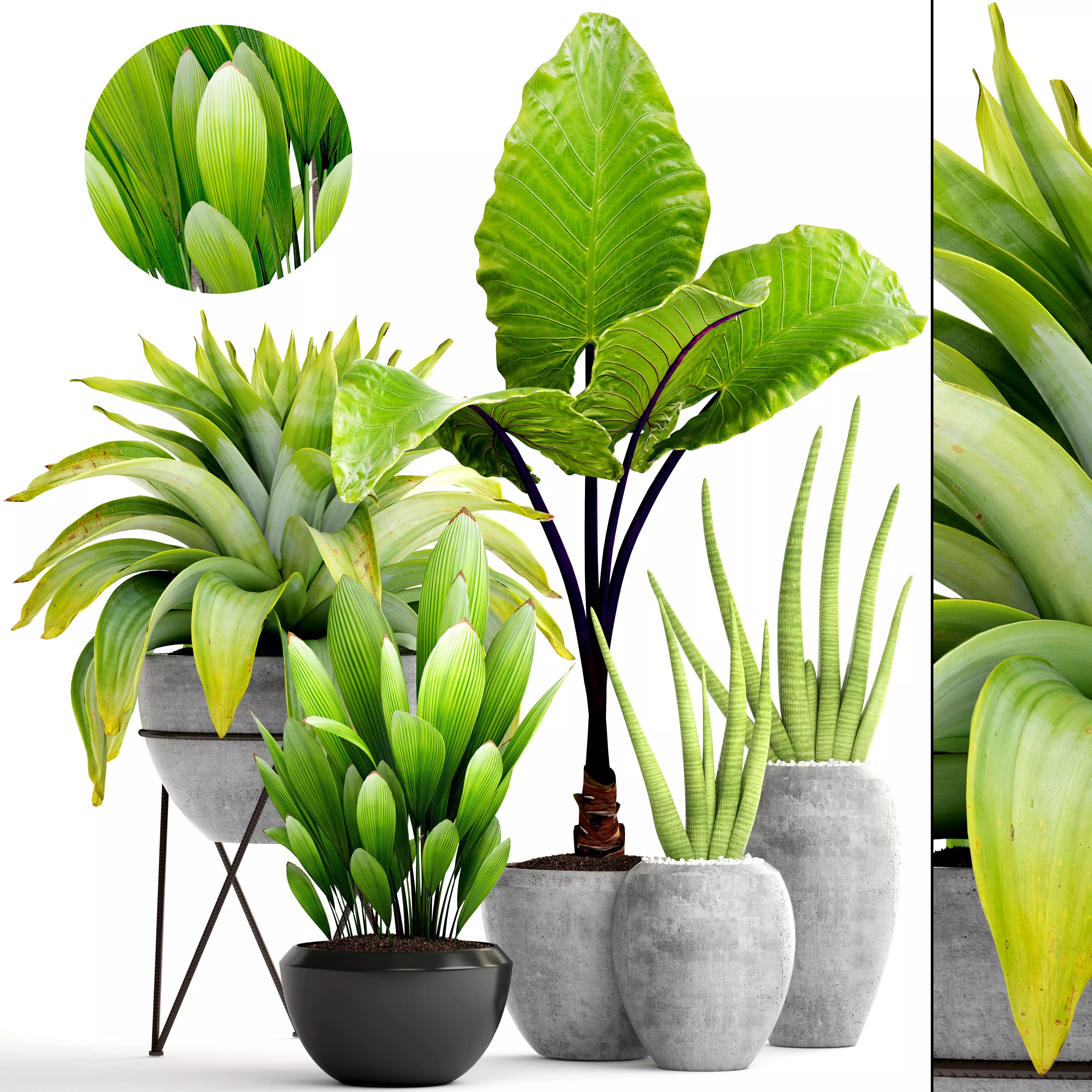 Collection of tropical plants 3D model_0