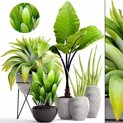 Collection of tropical plants 3D model