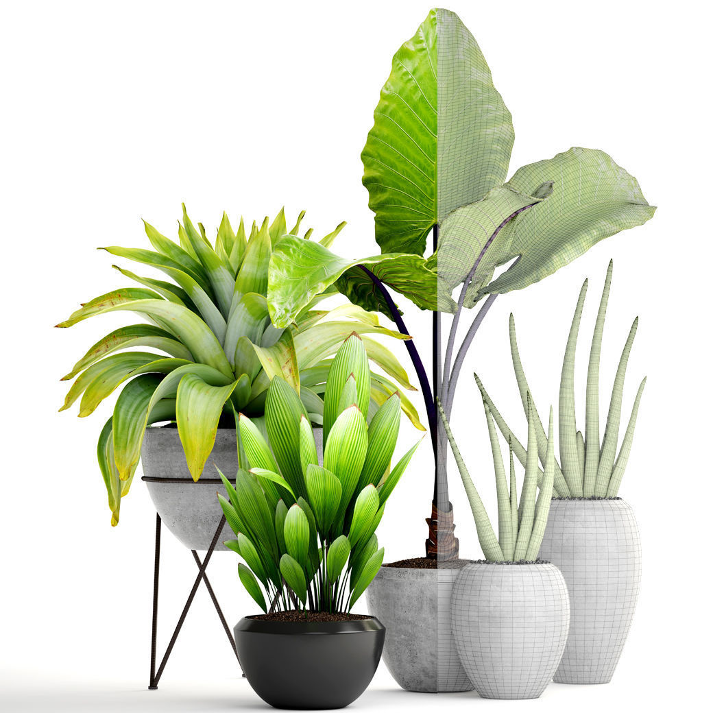 Collection of tropical plants 3D model_6