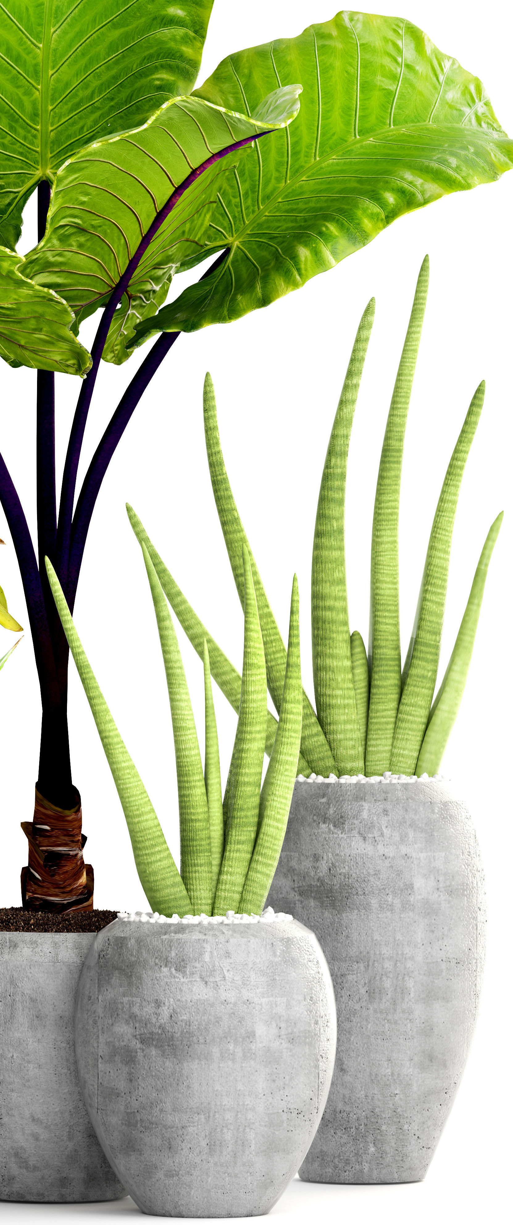Collection of tropical plants 3D model_2