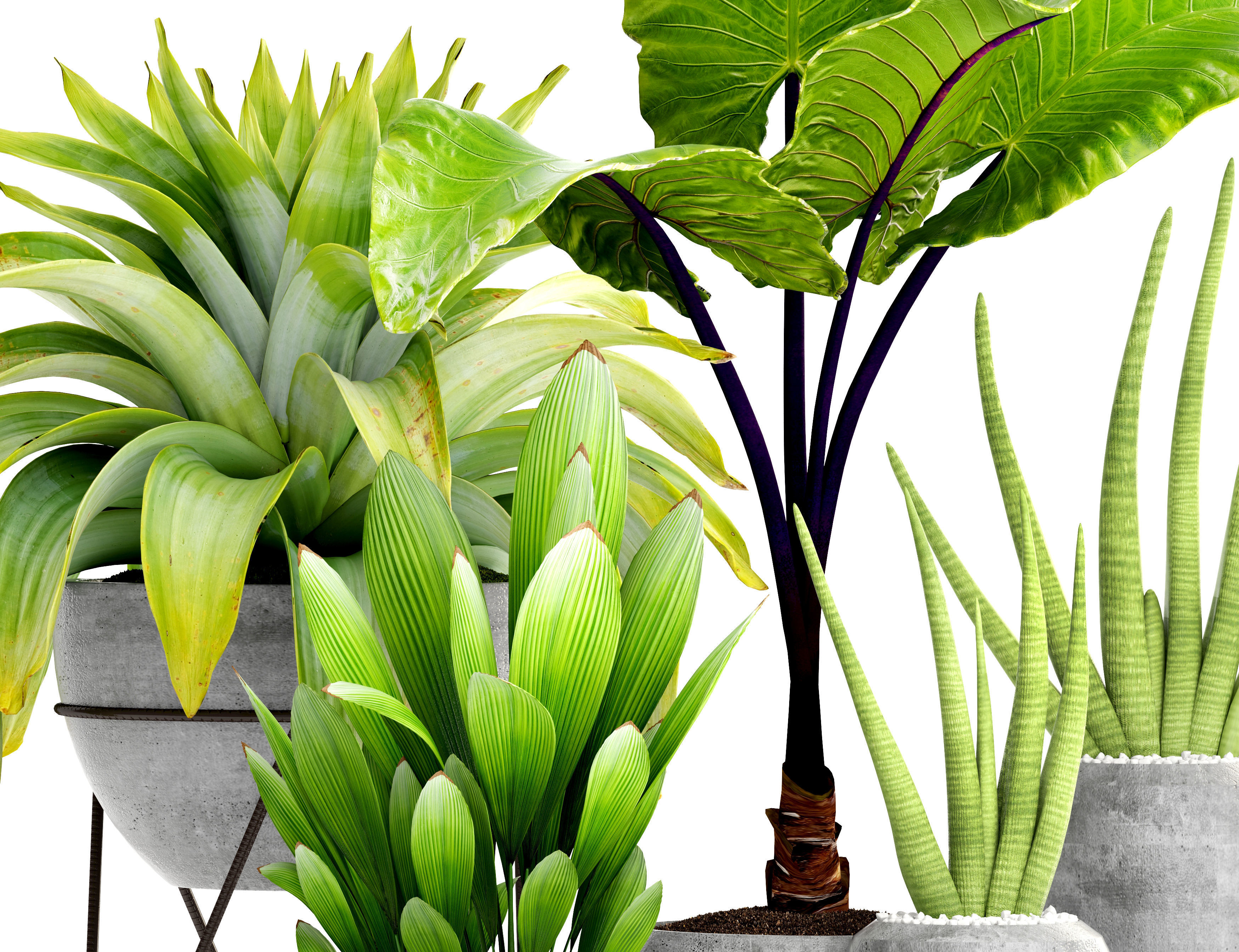 Collection of tropical plants 3D model_5
