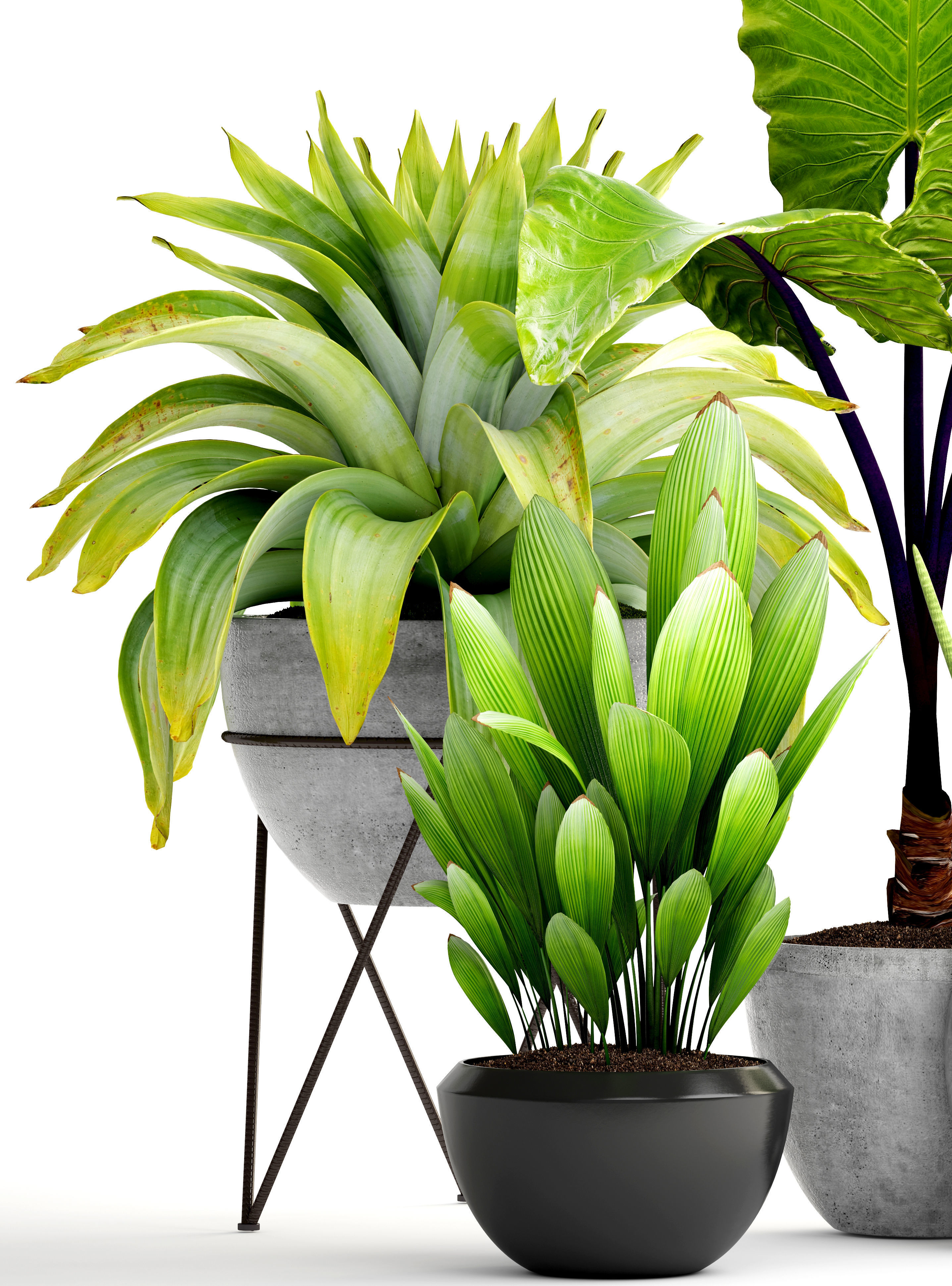 Collection of tropical plants 3D model_3