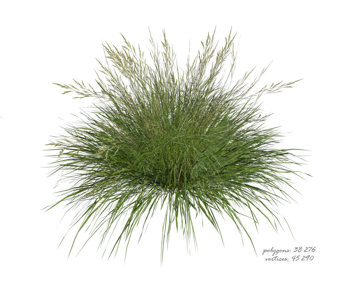 3D model of Grass 05 3D model_11