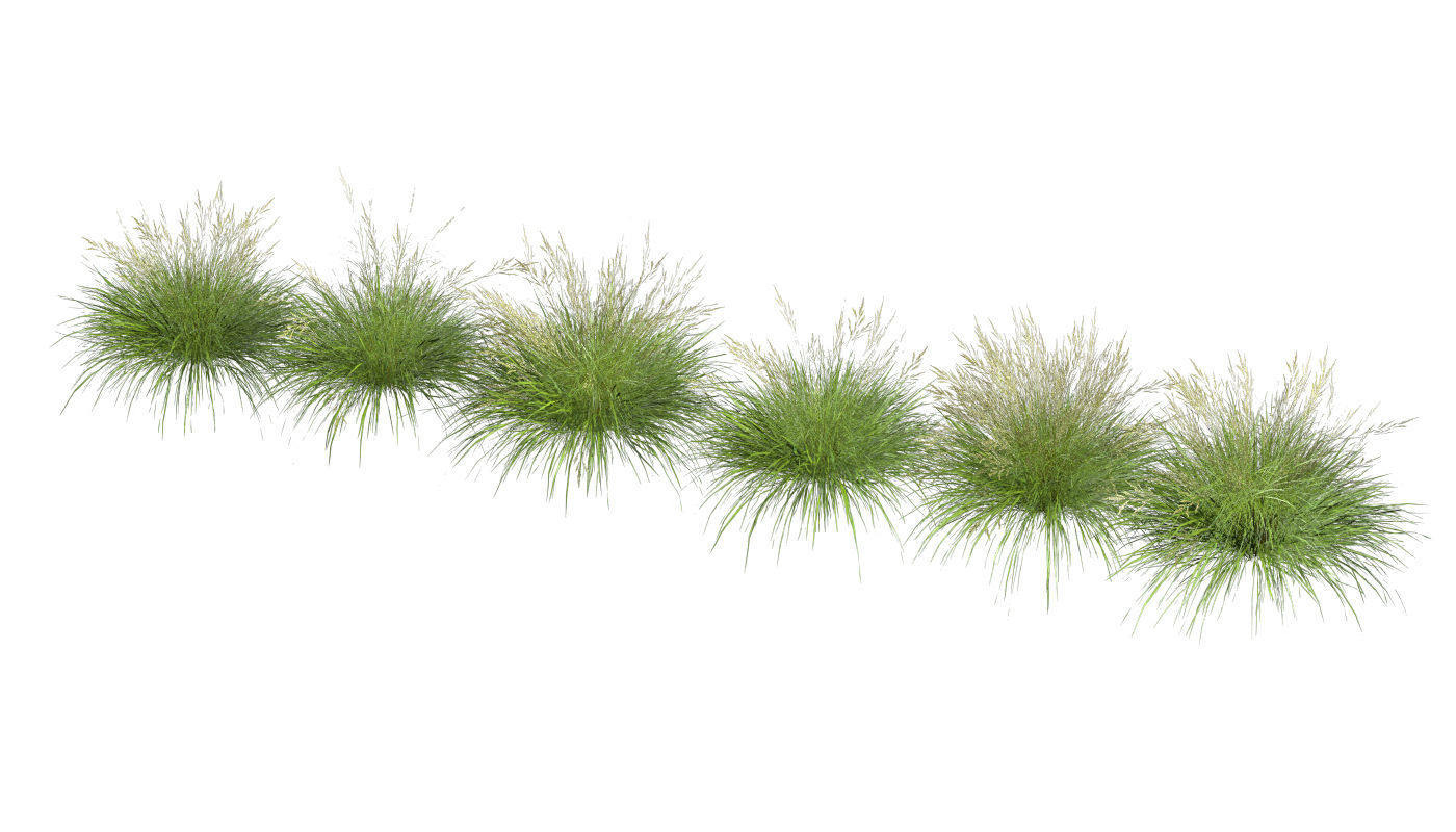 3D model of Grass 05 3D model_13