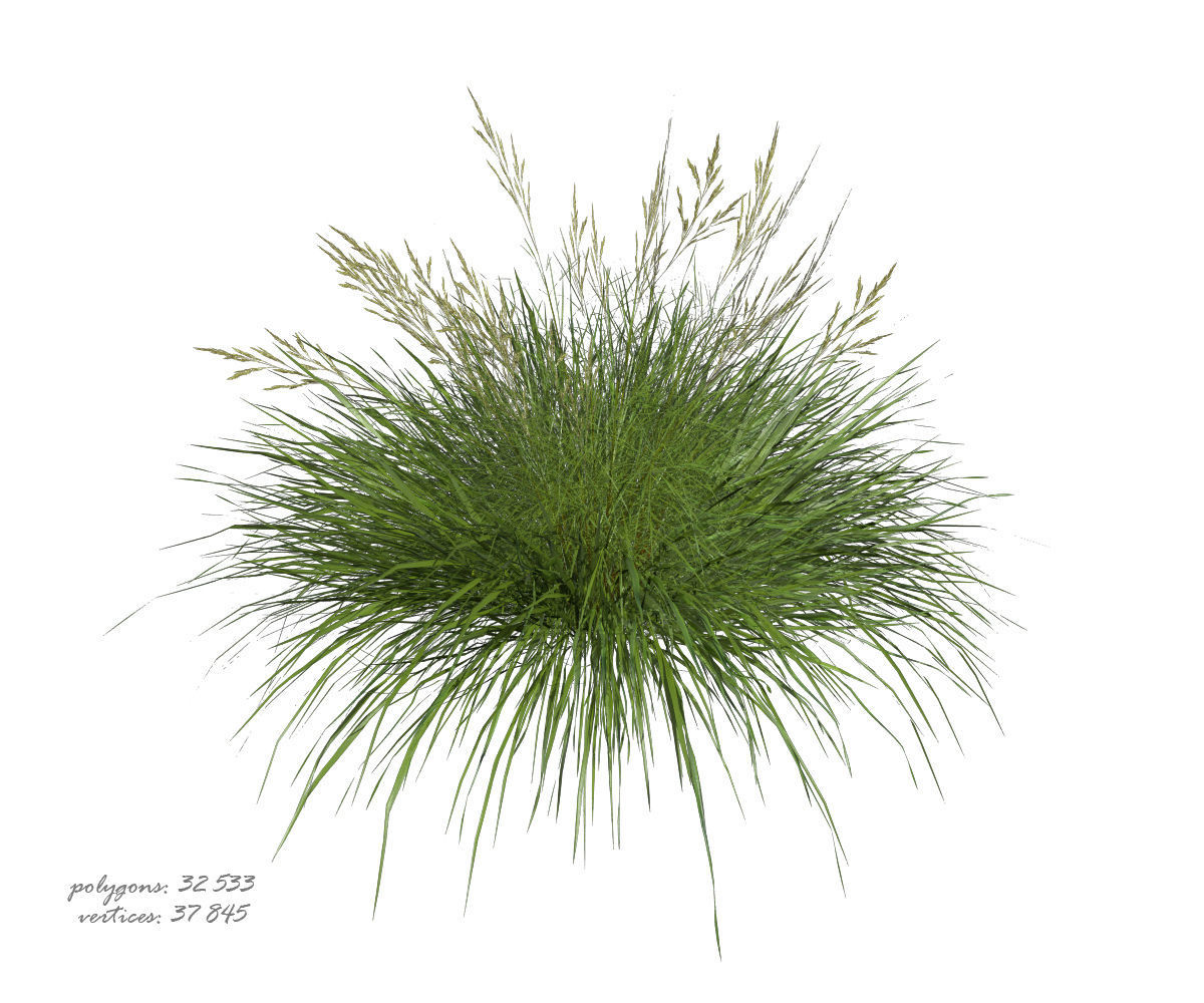 3D model of Grass 05 3D model_7