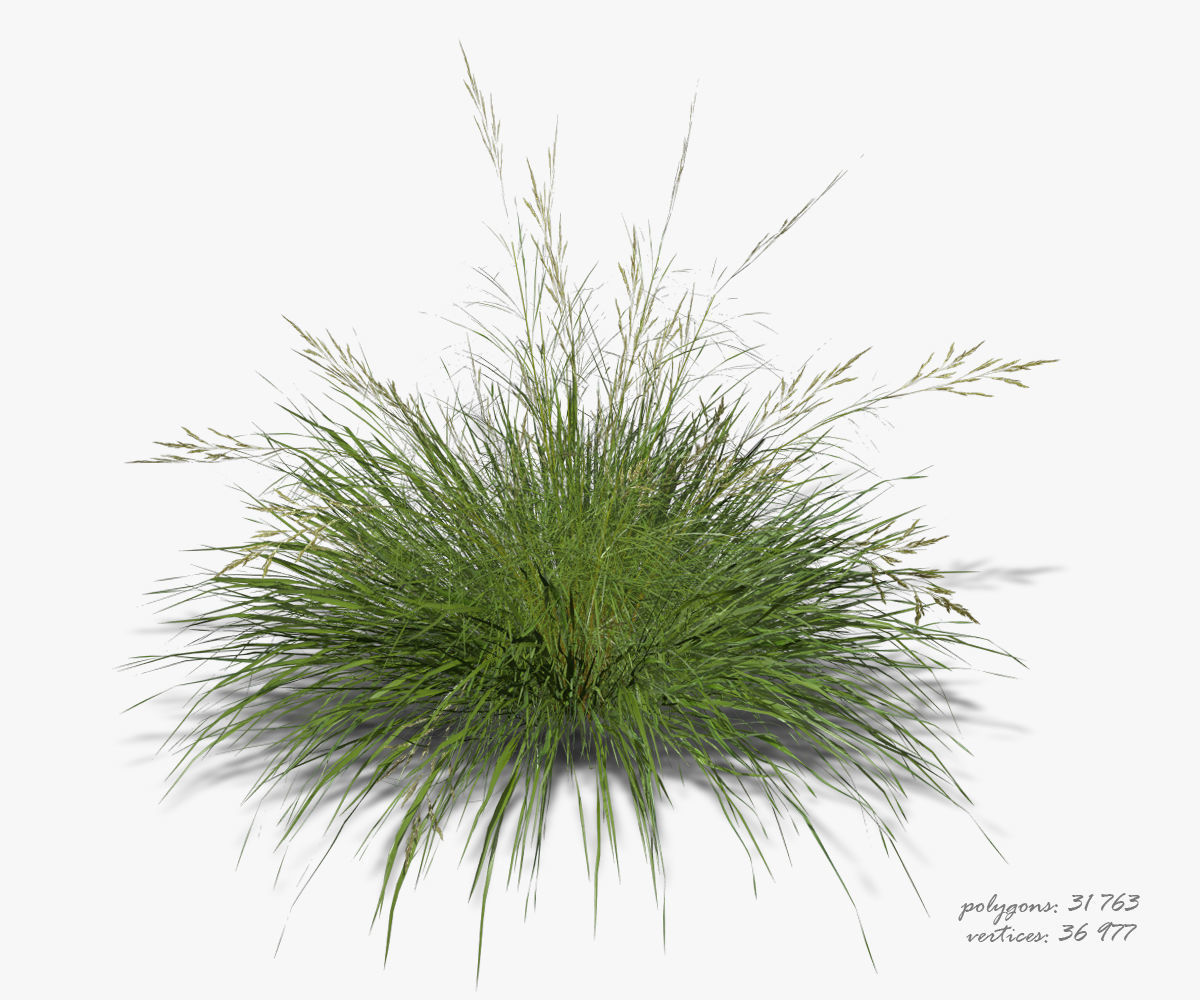 3D model of Grass 05 3D model_3