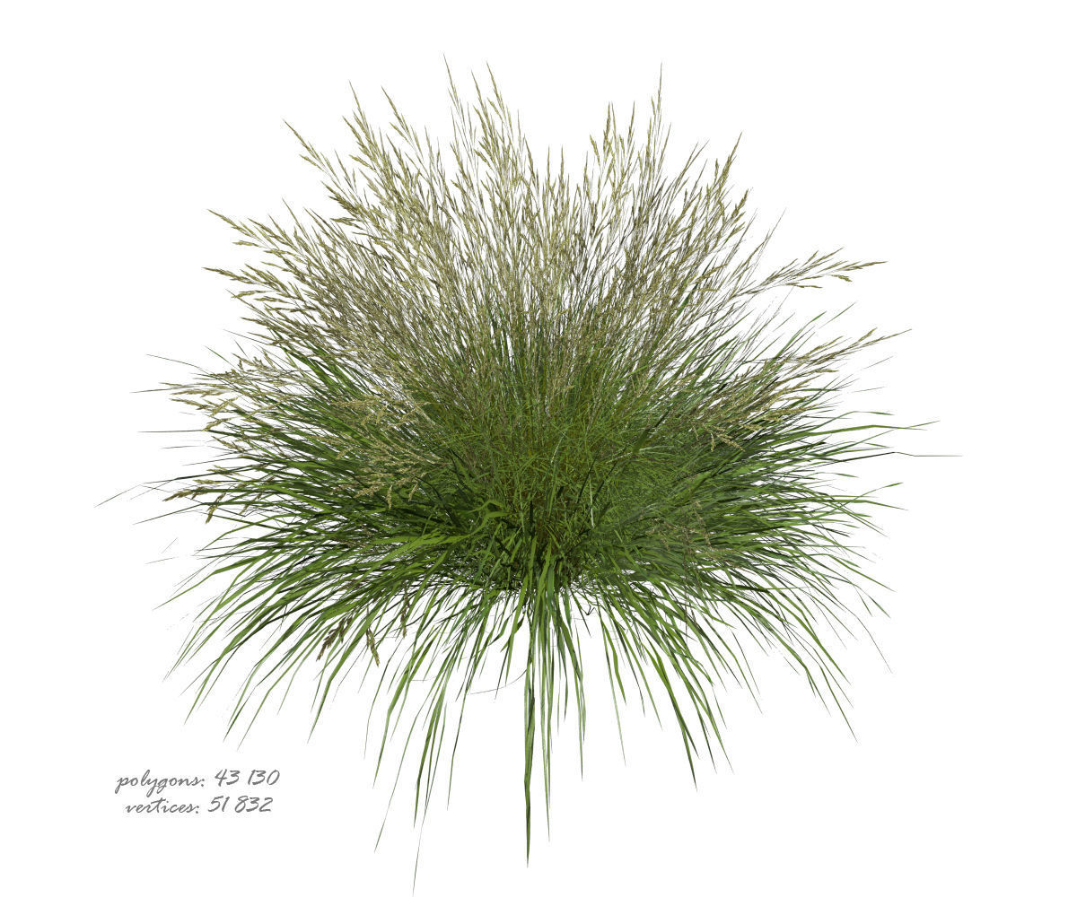 3D model of Grass 05 3D model_9