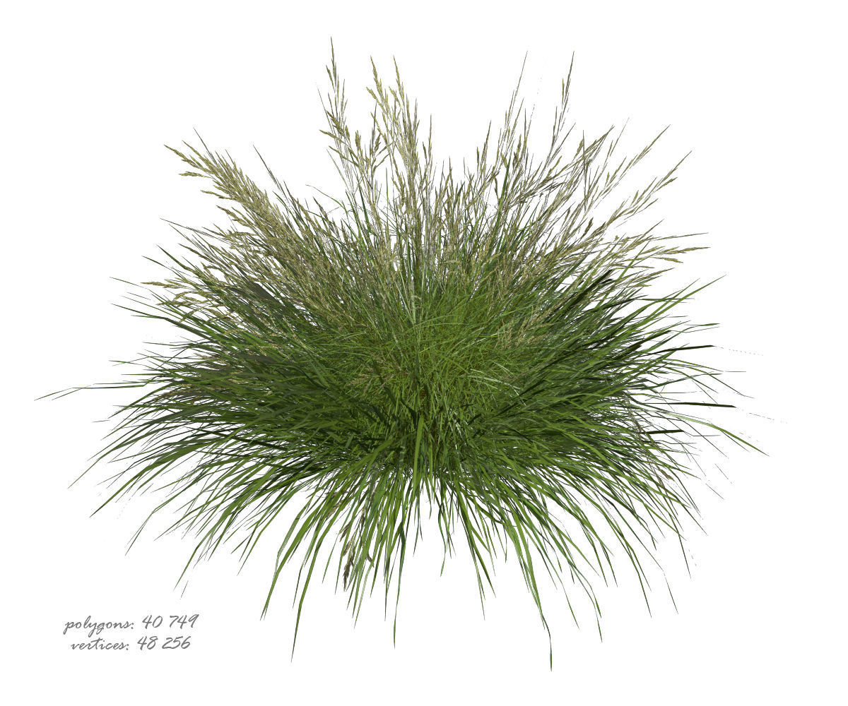 3D model of Grass 05 3D model_5