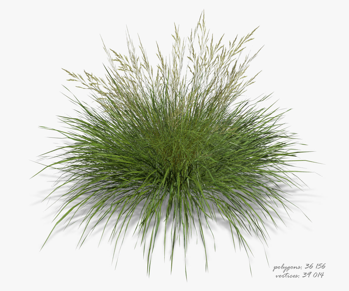 3D model of Grass 05 3D model_1