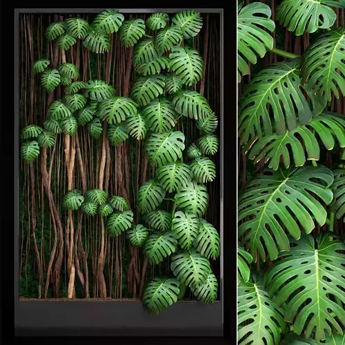 Vertical gardening Monstera