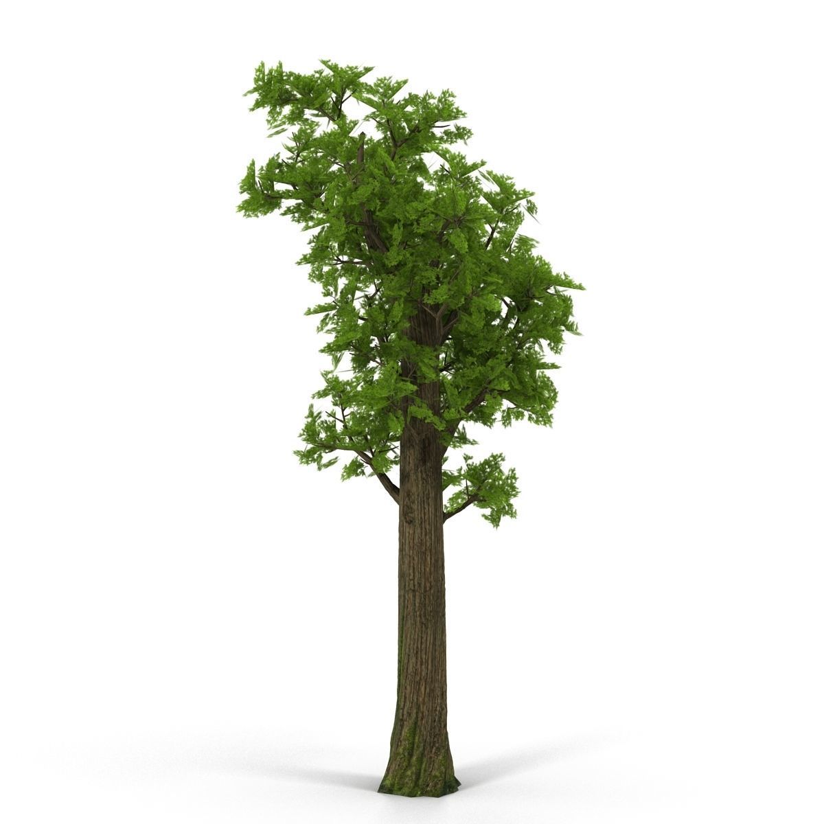 Pine- tree Low-poly 3D model_7