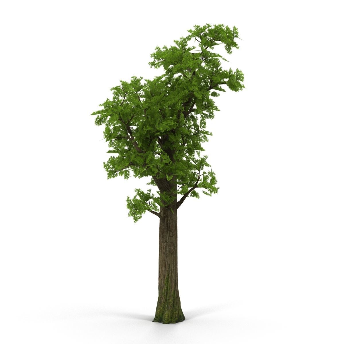 Pine- tree Low-poly 3D model_3