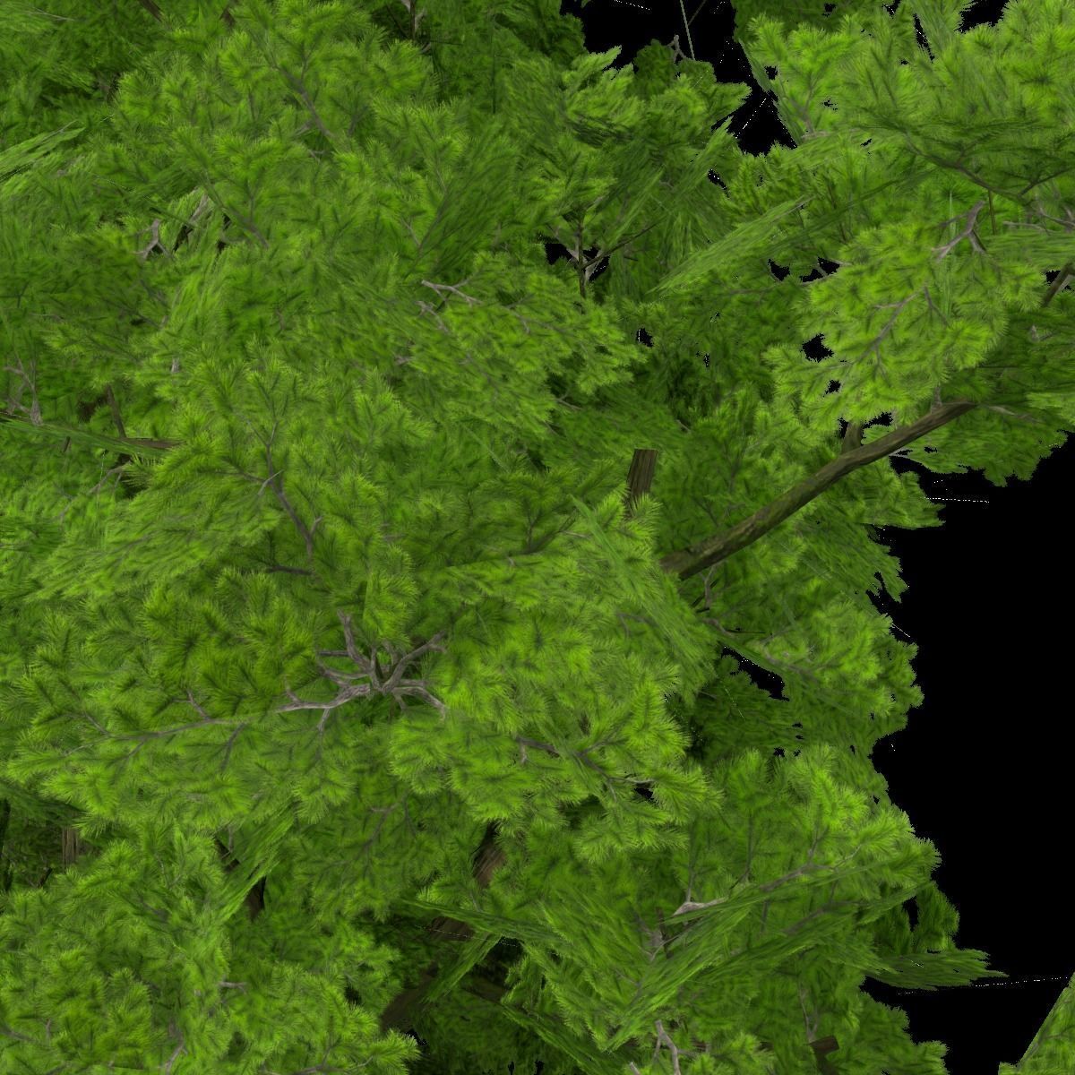 Pine- tree Low-poly 3D model_8