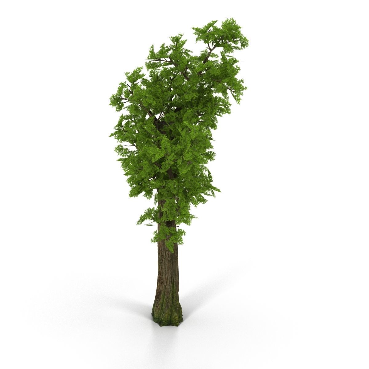 Pine- tree Low-poly 3D model_4