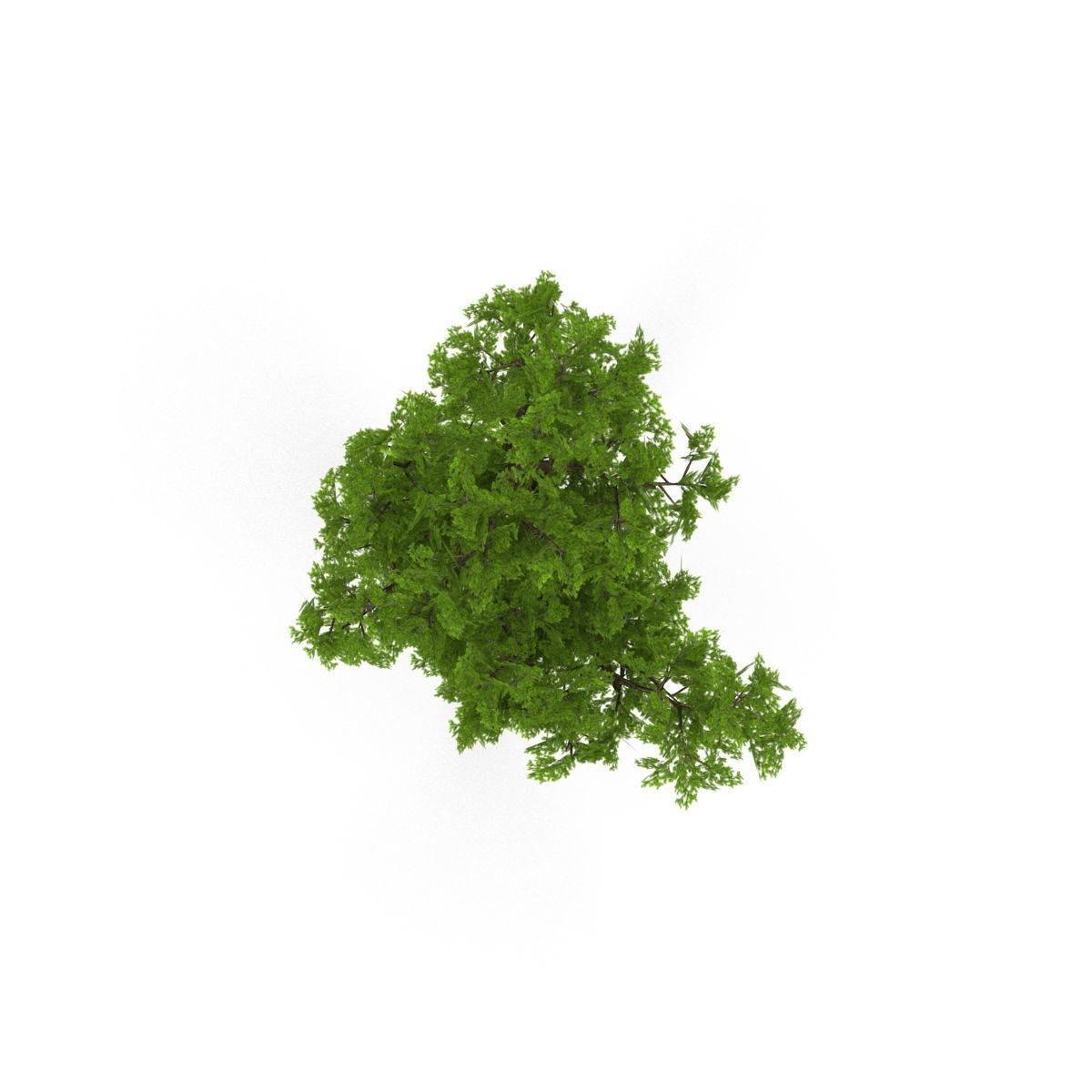 Pine- tree Low-poly 3D model_2