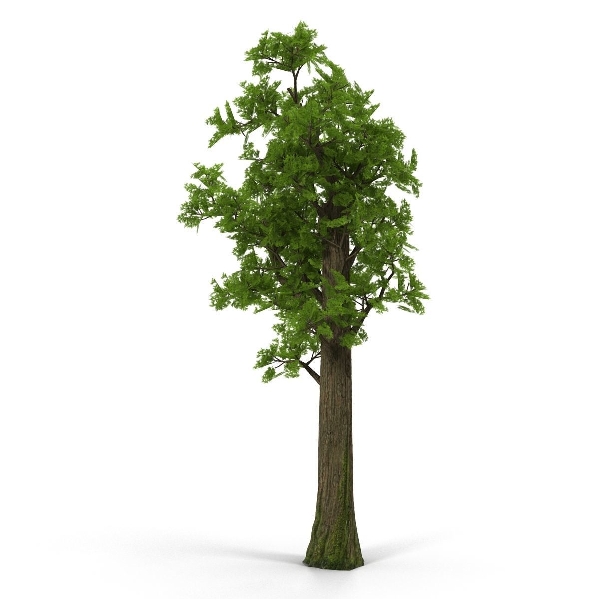 Pine- tree Low-poly 3D model_6
