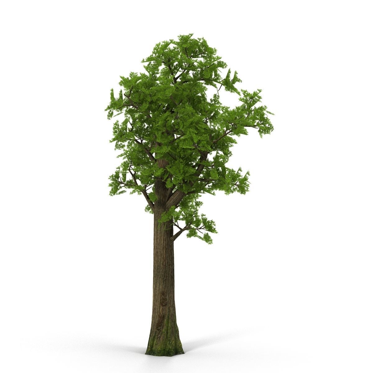 Pine- tree Low-poly 3D model_1