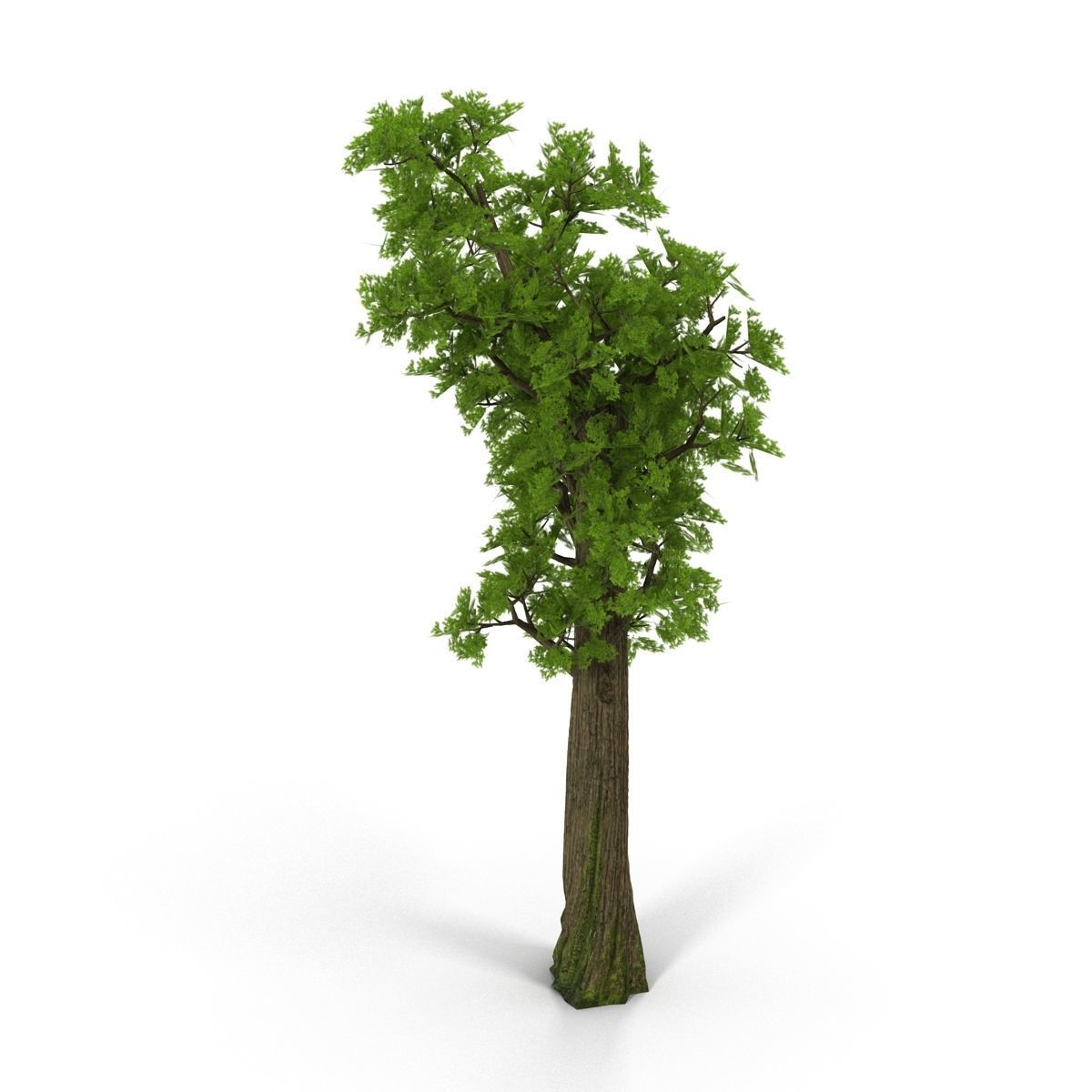 Pine- tree Low-poly 3D model_5