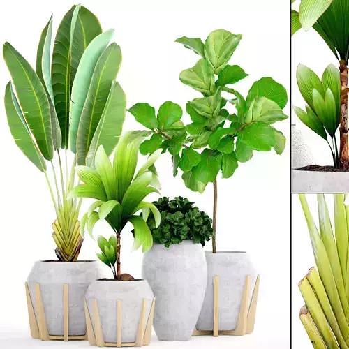 Collection of tropical plants