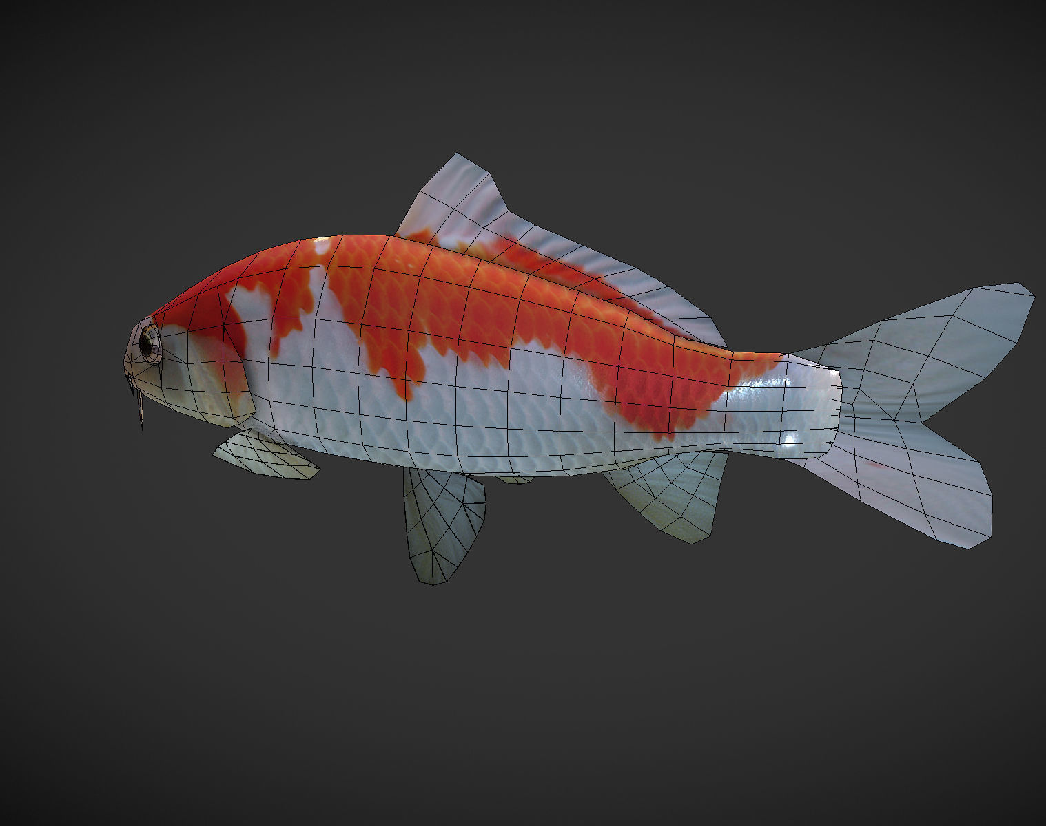 Koi fish Low-poly 3D model_11