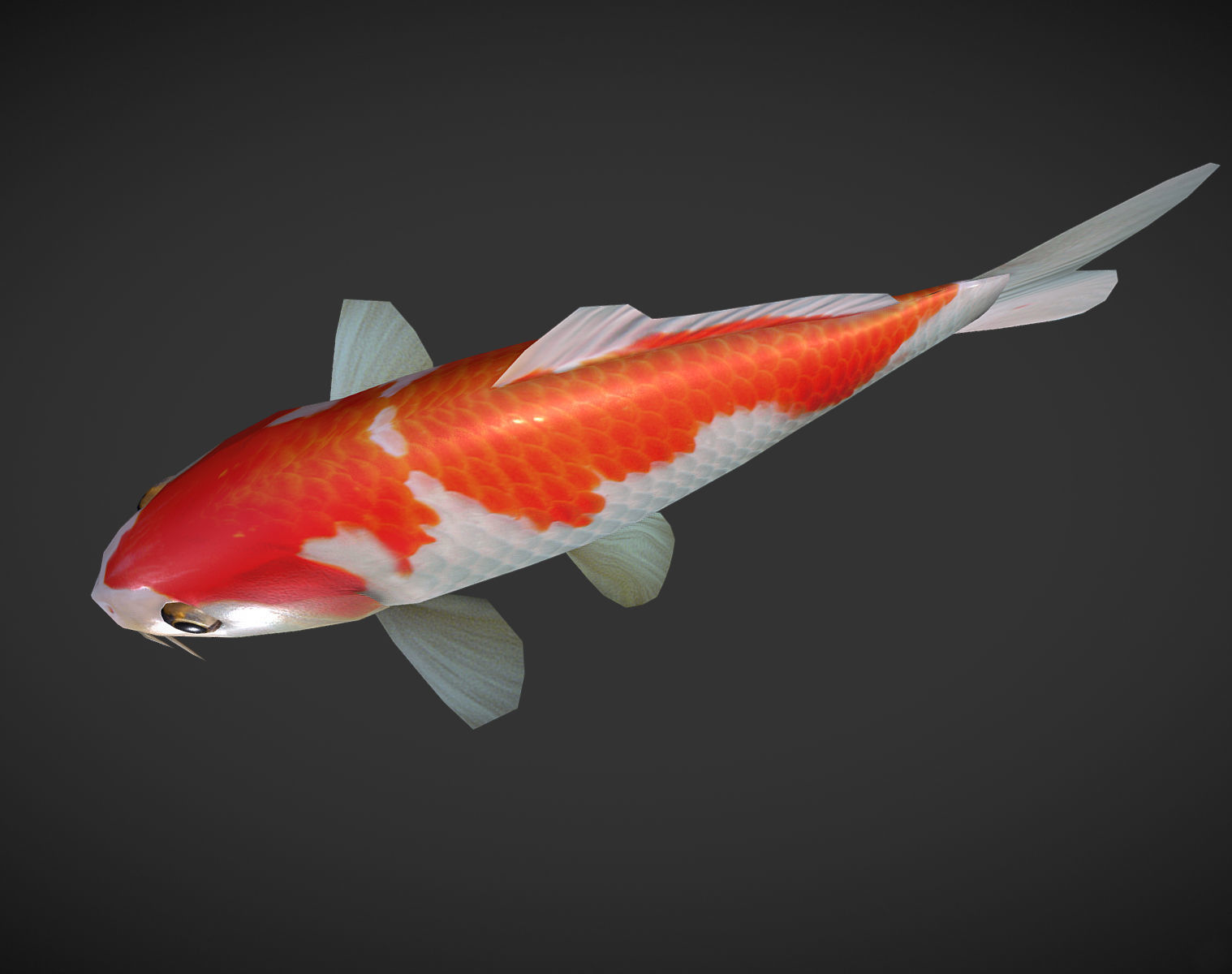 Koi fish Low-poly 3D model_4
