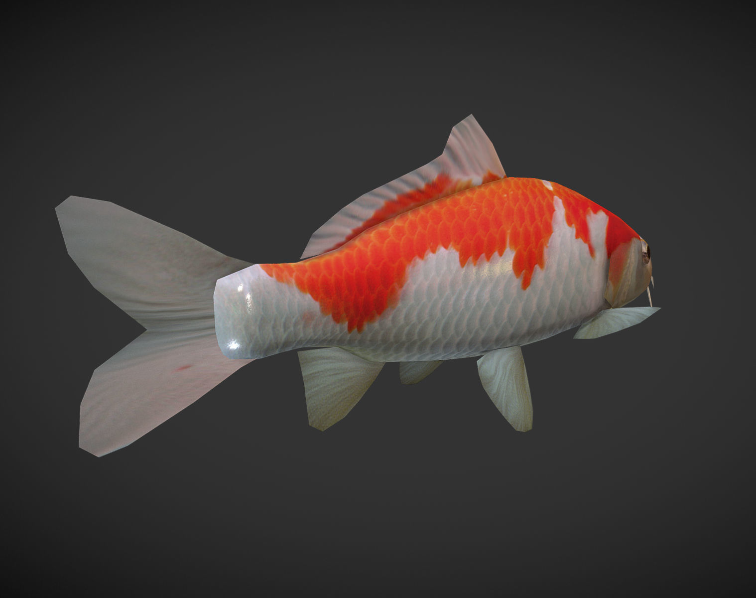 Koi fish Low-poly 3D model_5