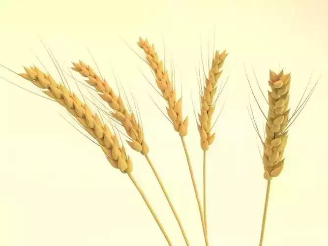ears of wheat 3D model