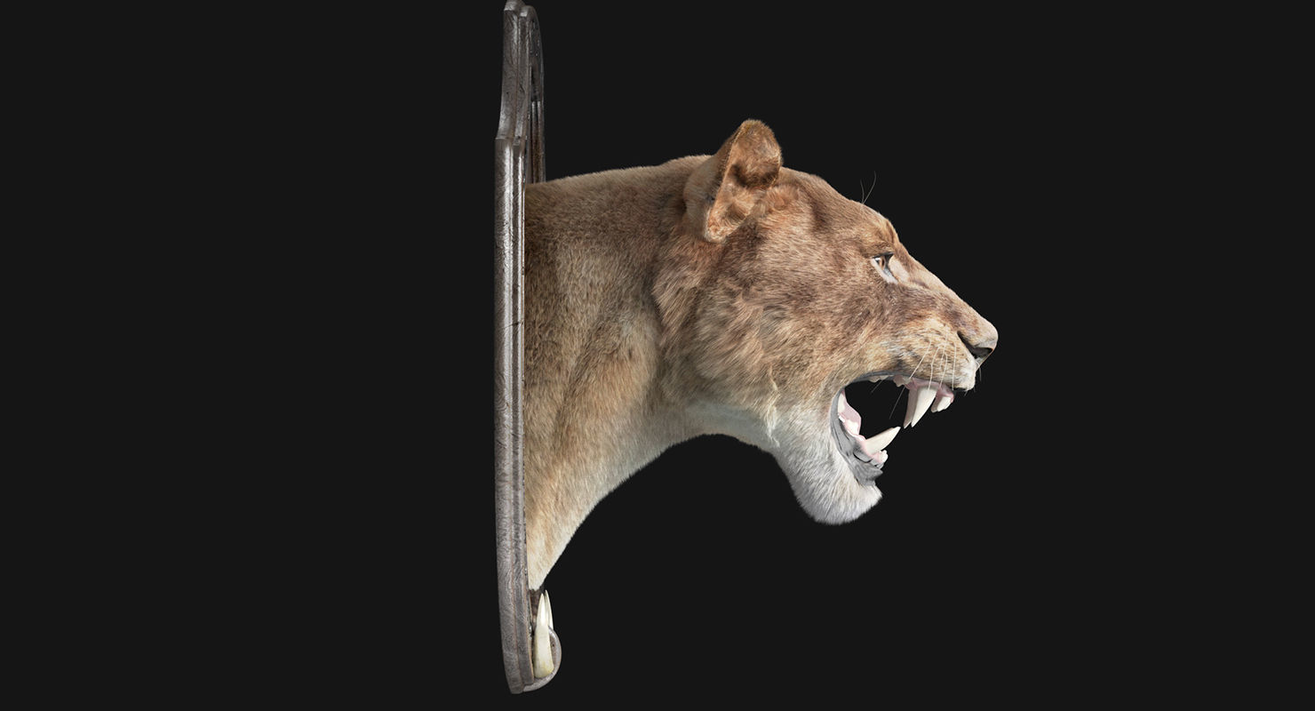 LIon Trophy 3D model_7
