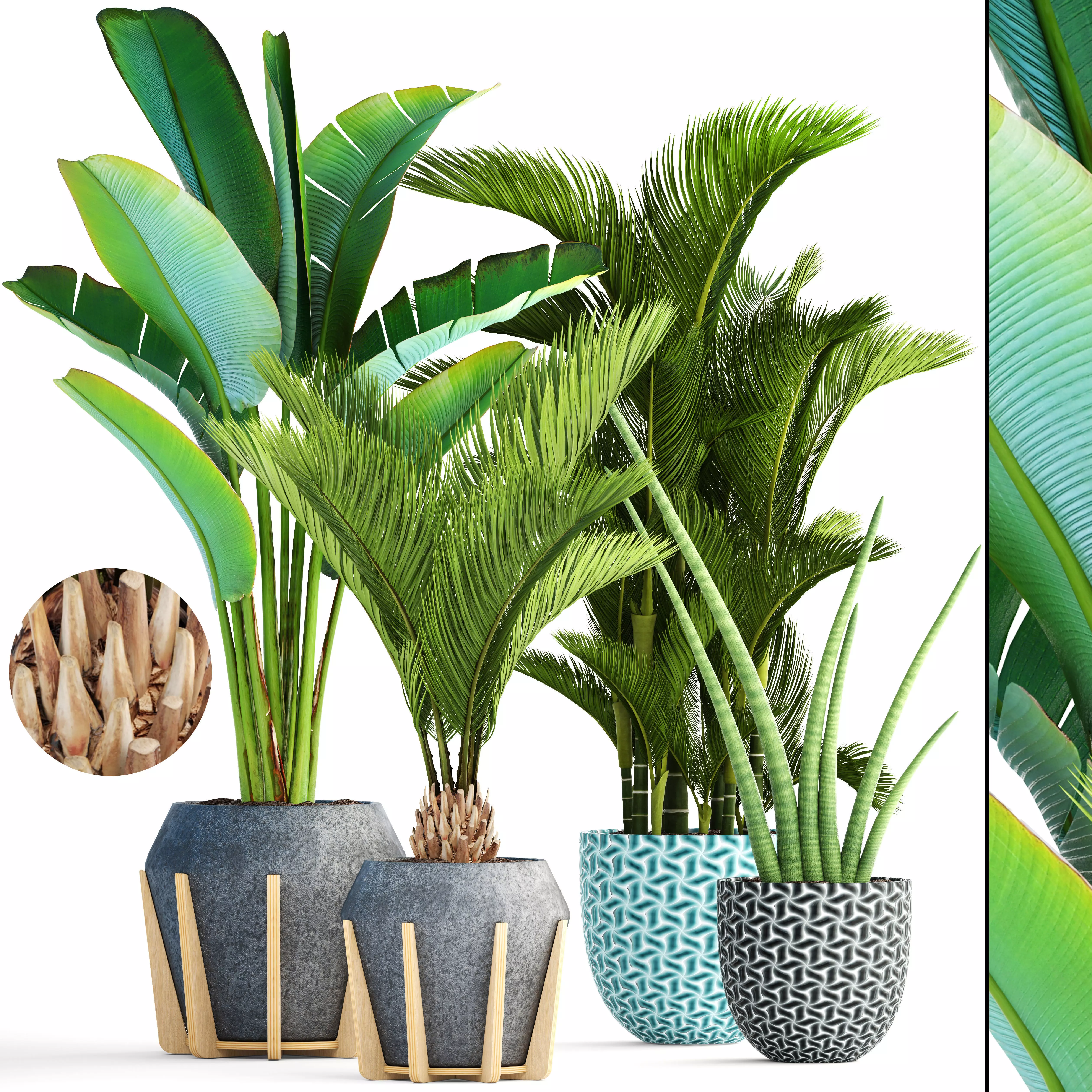 Collection of tropical plants  3D model_0