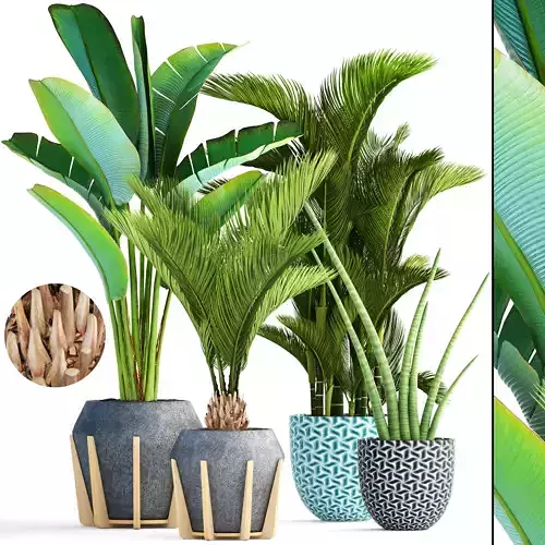 Collection of tropical plants  3D model